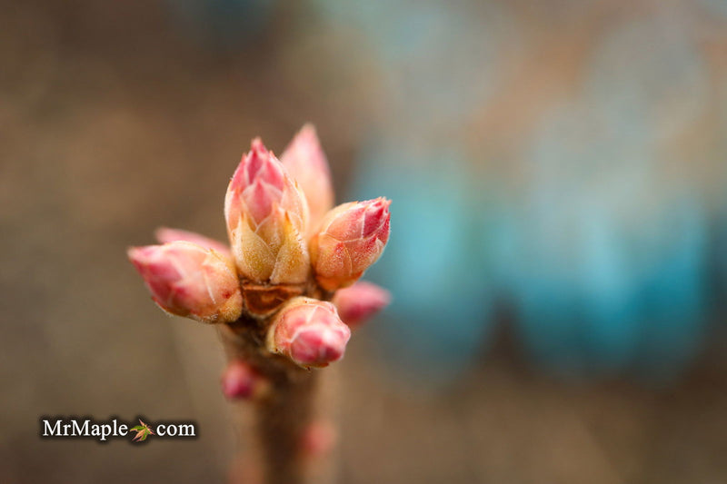 - Rhododendron canescens 'Varnadoe's Pink' Azalea - Mr Maple │ Buy Japanese Maple Trees