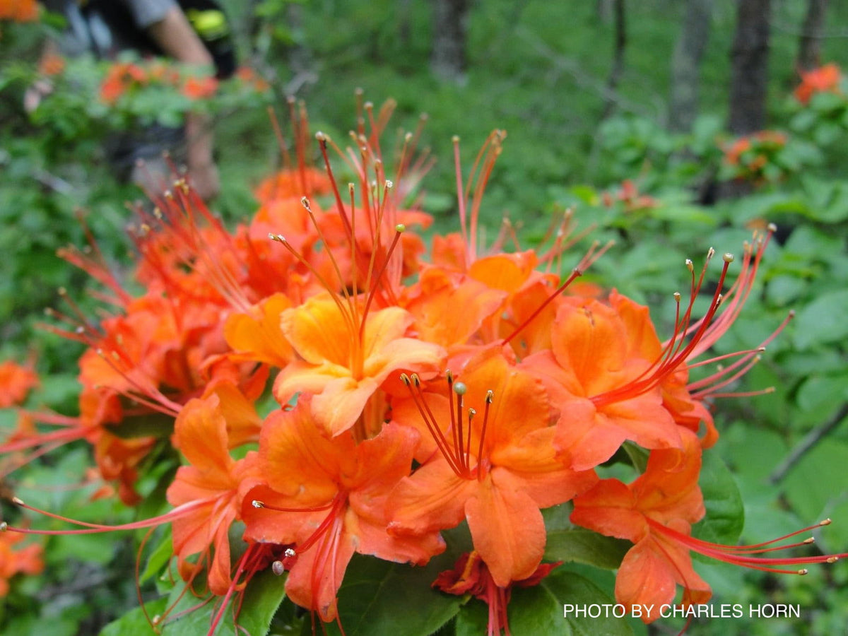Buy Rhododendron cumberlandense Orange Native Cumberland Azalea — Mr Maple  │ Buy Japanese Maple Trees