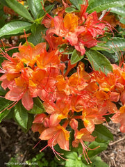 - Rhododendron cumberlandense Orange Native Cumberland Azalea - Mr Maple │ Buy Japanese Maple Trees