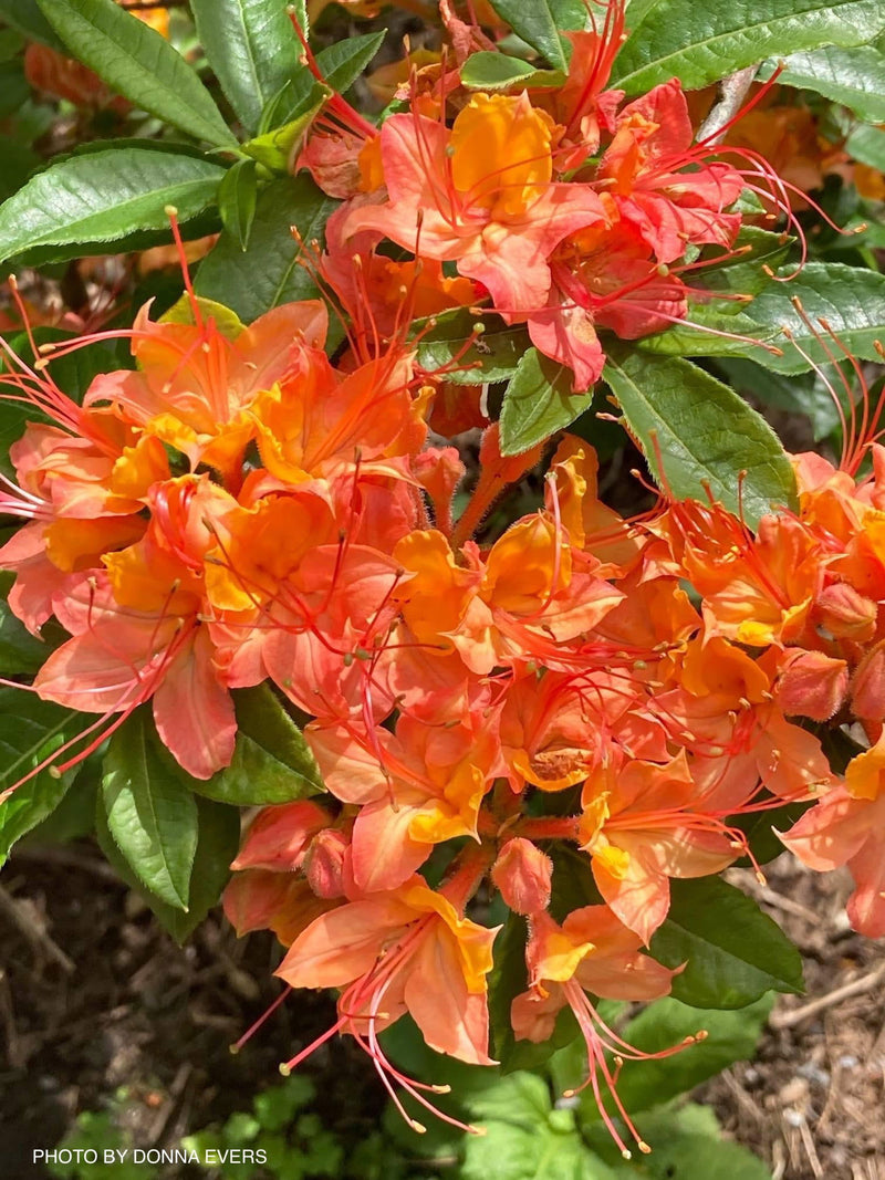 - Rhododendron cumberlandense Orange Native Cumberland Azalea - Mr Maple │ Buy Japanese Maple Trees