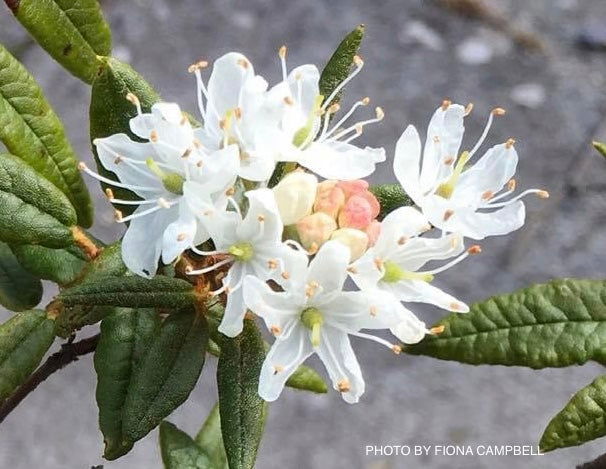 Rhododendron diversipilosum 'Milky Way' Dwarf Rhododendron — Mr