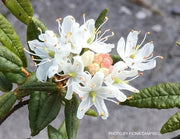 - Rhododendron diversipilosum 'Milky Way' Dwarf Rhododendron - Mr Maple │ Buy Japanese Maple Trees