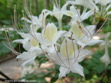 - Rhododendron eastmanii Native Azalea - Mr Maple │ Buy Japanese Maple Trees