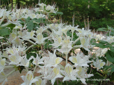 - Rhododendron eastmanii Native Azalea - Mr Maple │ Buy Japanese Maple Trees