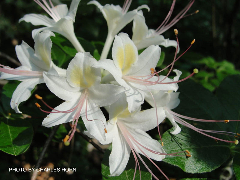 - Rhododendron eastmanii Native Azalea - Mr Maple │ Buy Japanese Maple Trees
