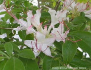- Rhododendron eastmanii Native Azalea - Mr Maple │ Buy Japanese Maple Trees