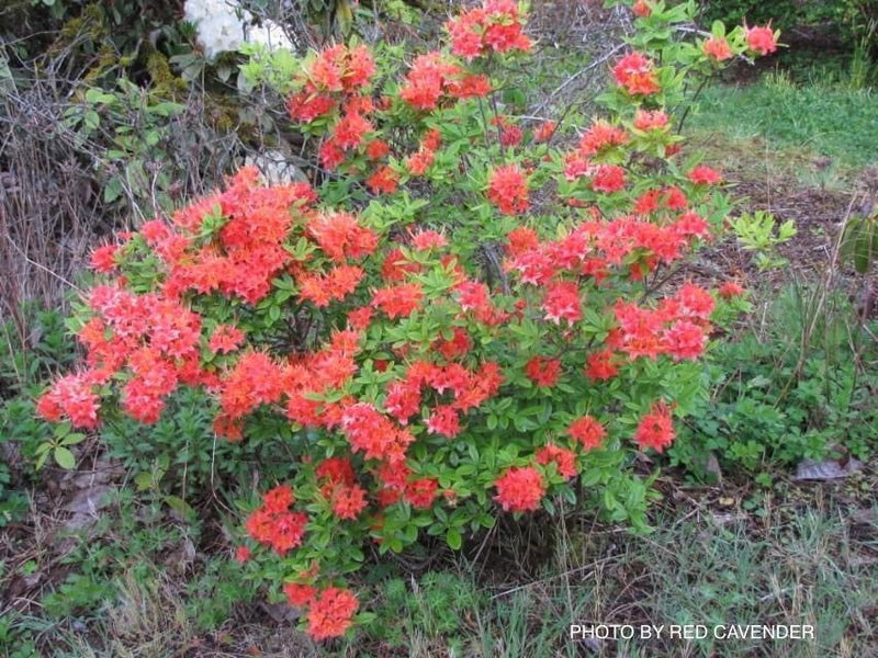 - Rhododendron flammeum Native Oconee Azalea - Mr Maple │ Buy Japanese Maple Trees