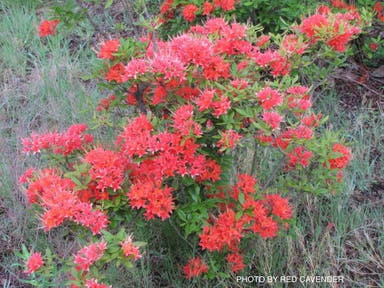 - Rhododendron flammeum Native Oconee Azalea - Mr Maple │ Buy Japanese Maple Trees