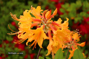 - Rhododendron flammeum Native Oconee Azalea - Mr Maple │ Buy Japanese Maple Trees