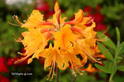 - Rhododendron flammeum Native Oconee Azalea - Mr Maple │ Buy Japanese Maple Trees