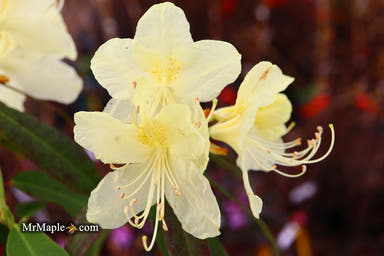 - Rhododendron lutescens Yellow Blooming Chinese Rhododendron - Mr Maple │ Buy Japanese Maple Trees