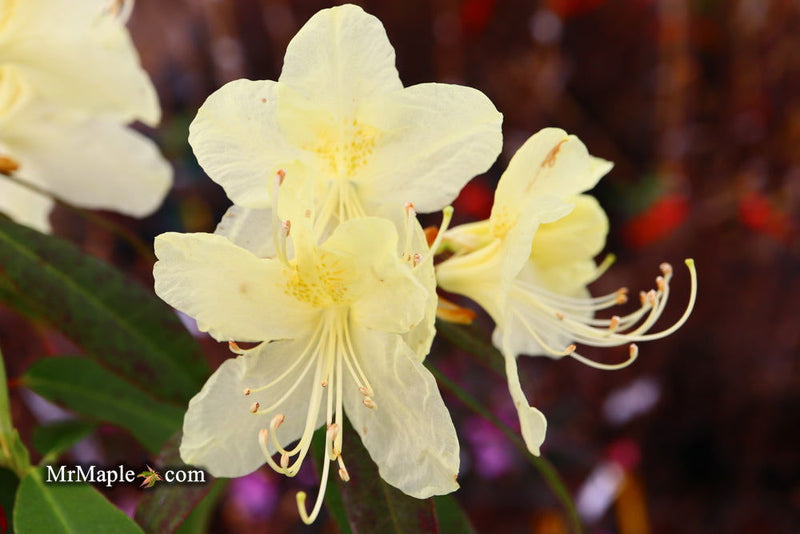 Buy Rhododendron lutescens Yellow Blooming Chinese Rhododendron — Mr Maple │ Buy Japanese Maple Trees