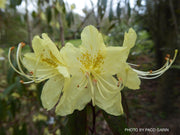 - Rhododendron lutescens Yellow Blooming Chinese Rhododendron - Mr Maple │ Buy Japanese Maple Trees