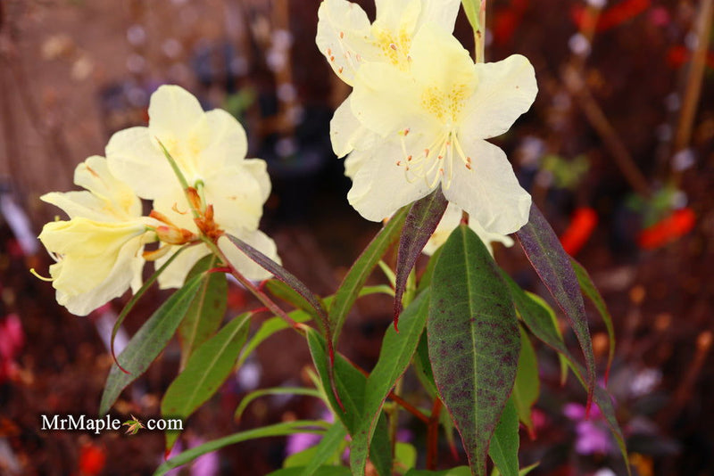 - Rhododendron lutescens Yellow Blooming Chinese Rhododendron - Mr Maple │ Buy Japanese Maple Trees