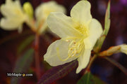 - Rhododendron lutescens Yellow Blooming Chinese Rhododendron - Mr Maple │ Buy Japanese Maple Trees