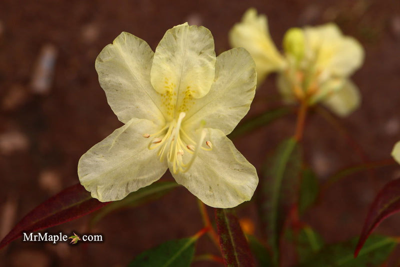 Buy Rhododendron lutescens Yellow Blooming Chinese Rhododendron — Mr Maple │ Buy Japanese Maple Trees