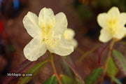 - Rhododendron lutescens Yellow Blooming Chinese Rhododendron - Mr Maple │ Buy Japanese Maple Trees