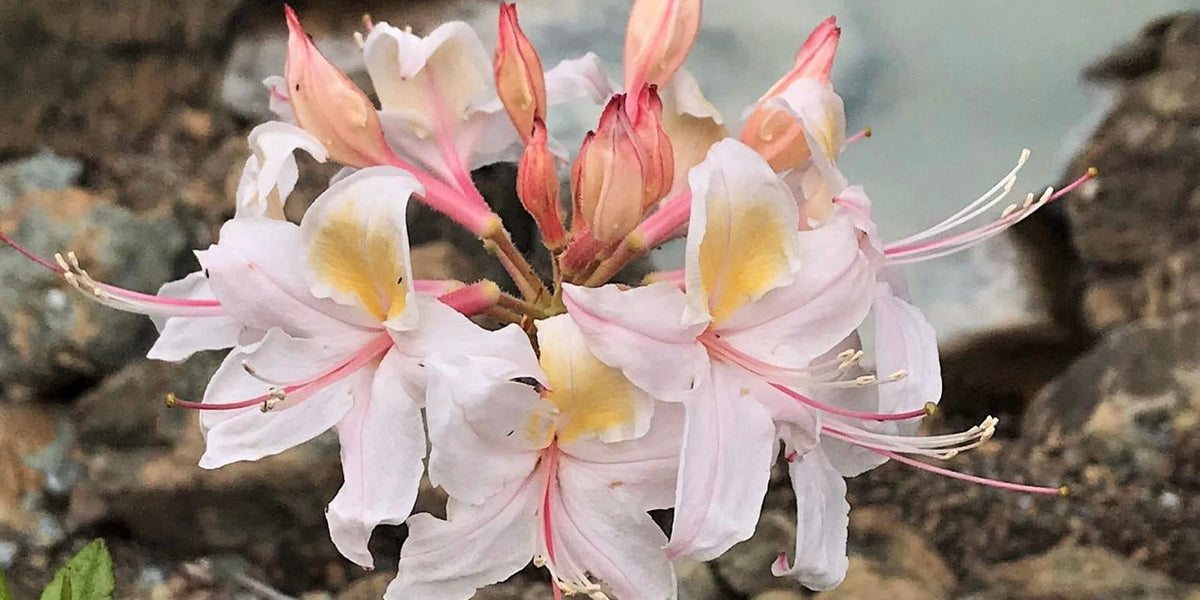 Buy Rhododendron occidentale Western azalea — Mr Maple │ Buy Japanese Maple  Trees