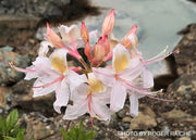 - Rhododendron occidentale Native Western Azalea - Mr Maple │ Buy Japanese Maple Trees