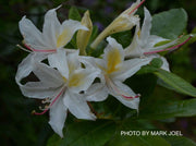 - Rhododendron occidentale Native Western Azalea - Mr Maple │ Buy Japanese Maple Trees