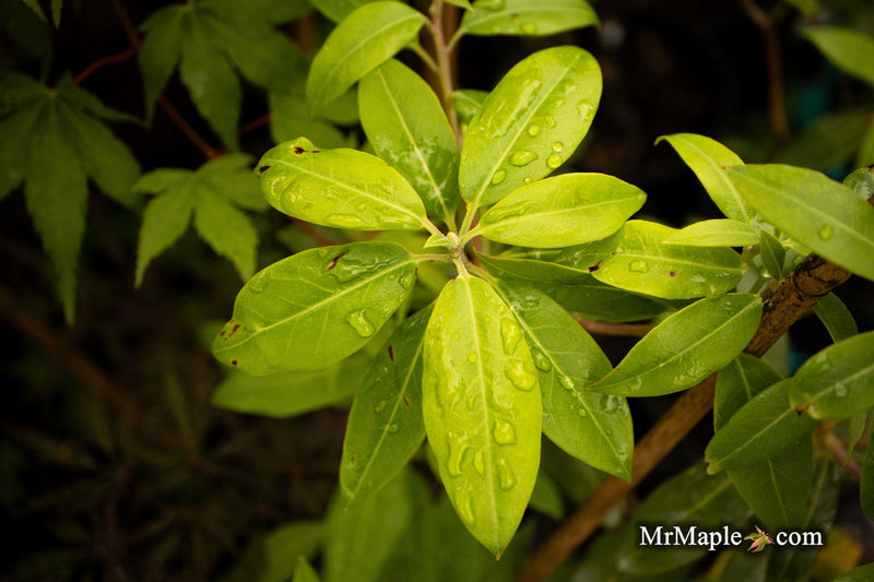 - Rhododendron oreotrephes Lilac Flowering Rhododendron - Mr Maple │ Buy Japanese Maple Trees