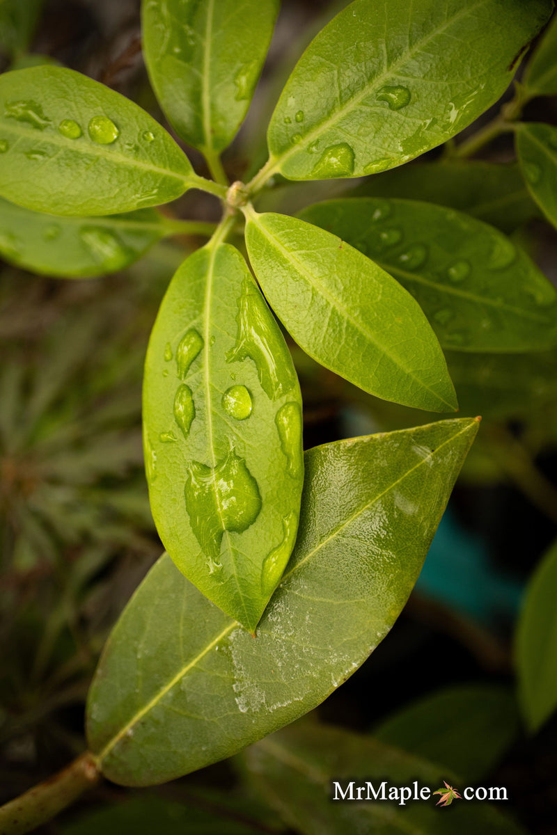 - Rhododendron oreotrephes Lilac Flowering Rhododendron - Mr Maple │ Buy Japanese Maple Trees