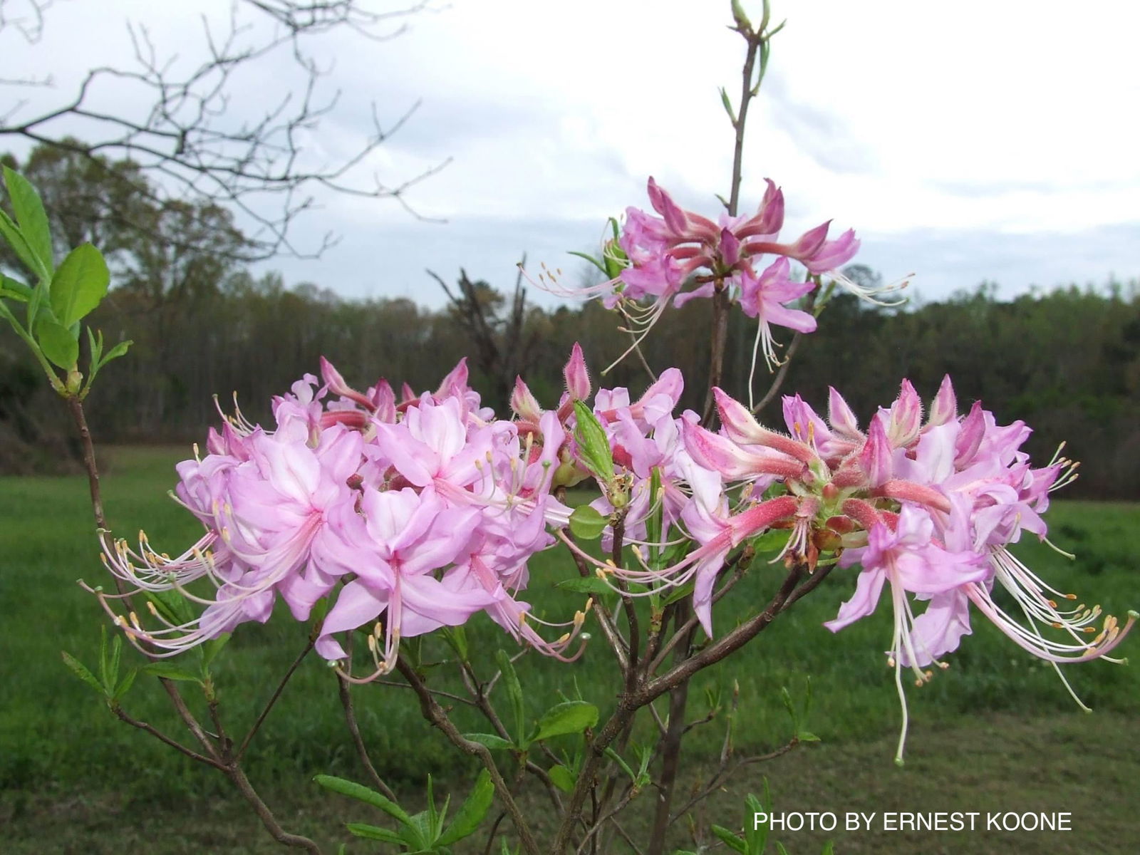 Buy Rhododendron periclymenoides pinxterbloom Native Azalea — Mr
