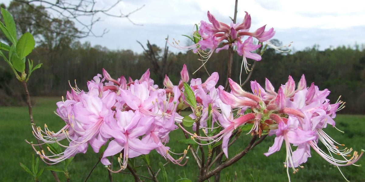 Buy Rhododendron periclymenoides pinxterbloom Native Azalea — Mr Maple │  Buy Japanese Maple Trees