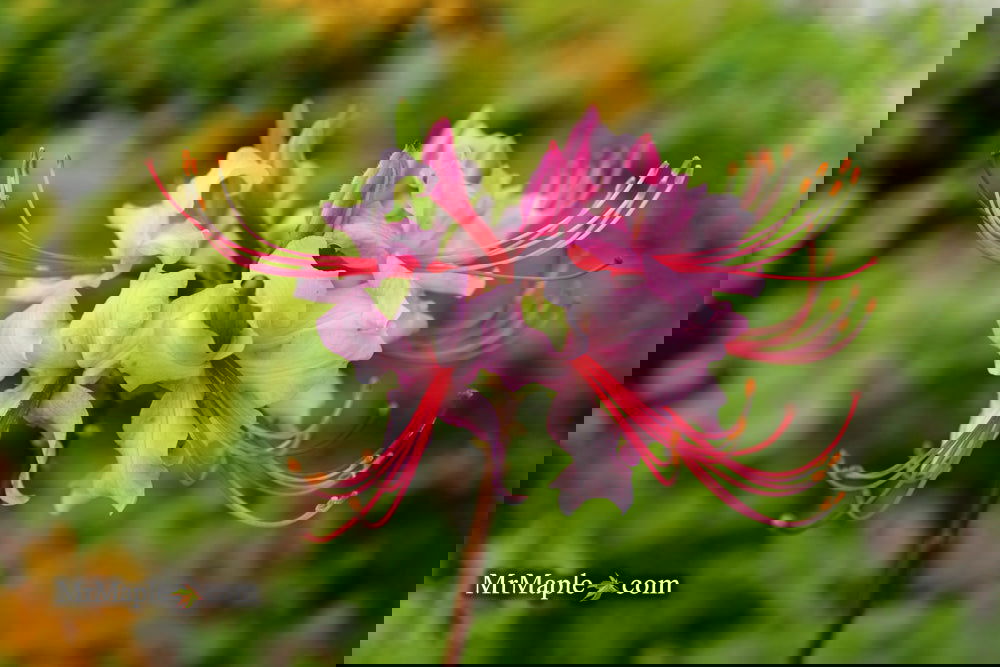 Buy Rhododendron periclymenoides pinxterbloom Native Azalea — Mr