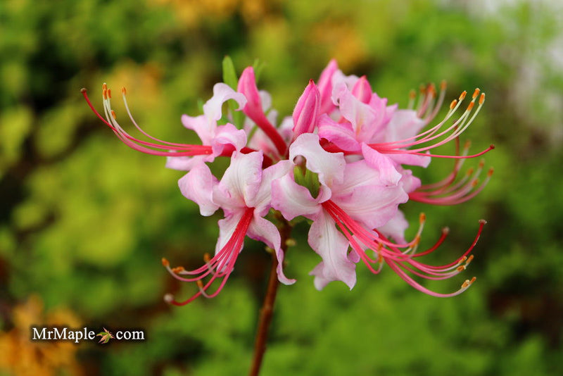 - Rhododendron periclymenoides pinxterbloom Azalea Native - Mr Maple │ Buy Japanese Maple Trees