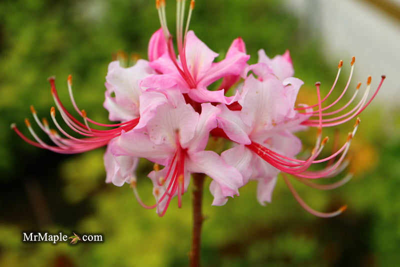 - Rhododendron periclymenoides pinxterbloom Azalea Native - Mr Maple │ Buy Japanese Maple Trees