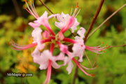 - Rhododendron periclymenoides pinxterbloom Azalea Native - Mr Maple │ Buy Japanese Maple Trees