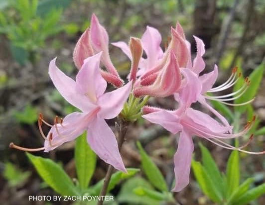 Rhododendron prinophyllum Native Azalea — Mr Maple │ Buy Japanese Maple  Trees