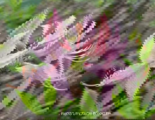 - Rhododendron prinophyllum Native Azalea - Mr Maple │ Buy Japanese Maple Trees