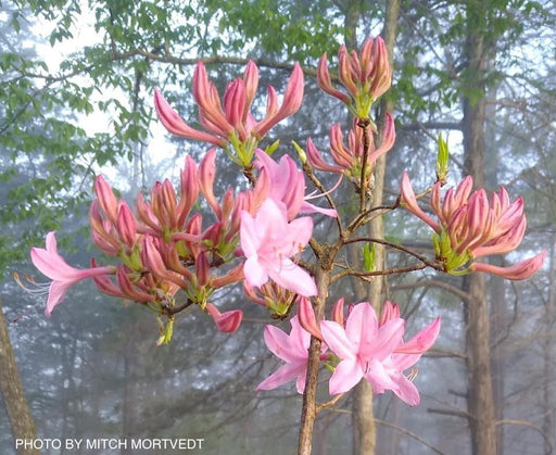 - Rhododendron prinophyllum Native Azalea - Mr Maple │ Buy Japanese Maple Trees