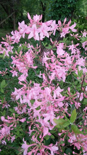 - Rhododendron prinophyllum Native Azalea - Mr Maple │ Buy Japanese Maple Trees