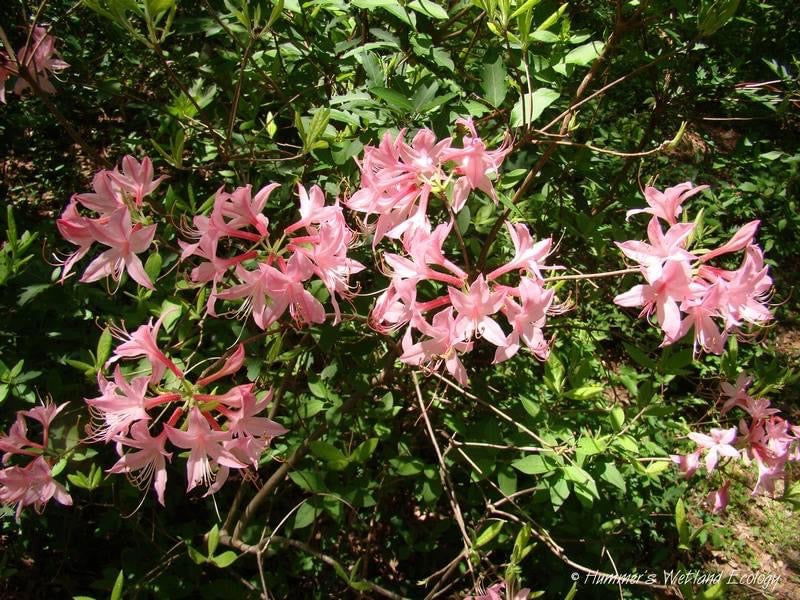 - Rhododendron prinophyllum Native Azalea - Mr Maple │ Buy Japanese Maple Trees