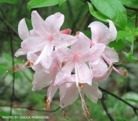 - Rhododendron prinophyllum Native Azalea - Mr Maple │ Buy Japanese Maple Trees