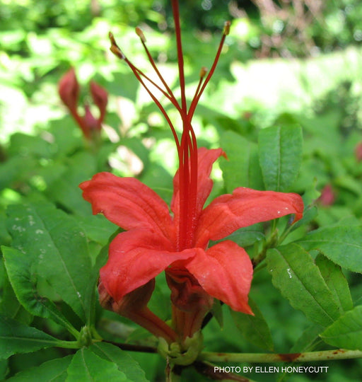 - Rhododendron prunifolium Native Plumleaf Azalea - Mr Maple │ Buy Japanese Maple Trees