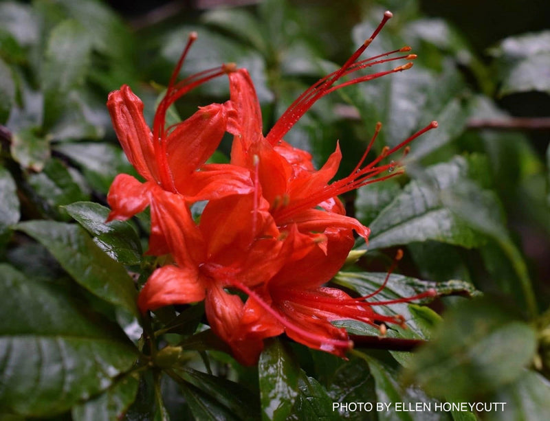 - Rhododendron prunifolium Native Plumleaf Azalea - Mr Maple │ Buy Japanese Maple Trees