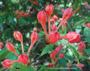- Rhododendron prunifolium Native Plumleaf Azalea - Mr Maple │ Buy Japanese Maple Trees