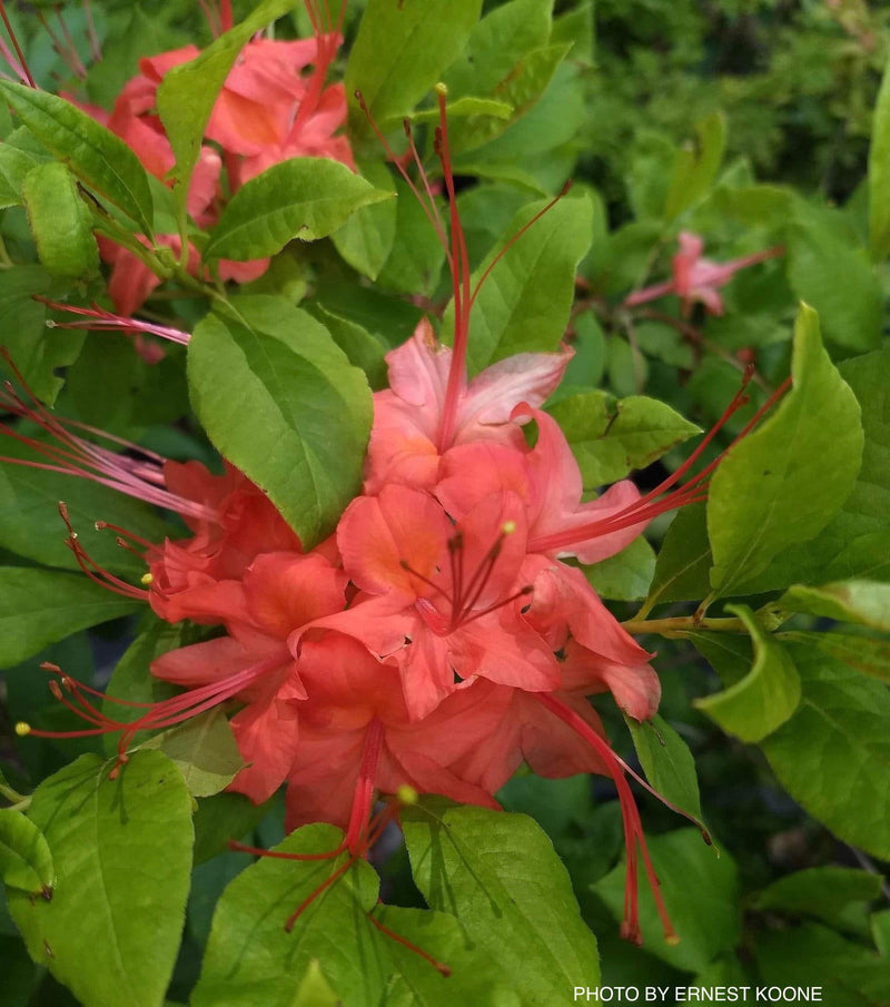 - Rhododendron prunifolium Native Plumleaf Azalea - Mr Maple │ Buy Japanese Maple Trees