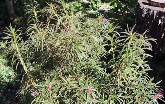 - Rhododendron stenopetalum Spider Azalea - Mr Maple │ Buy Japanese Maple Trees