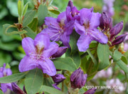 - Rhododendron trichanthum Purple Flowering Rhododendron - Mr Maple │ Buy Japanese Maple Trees