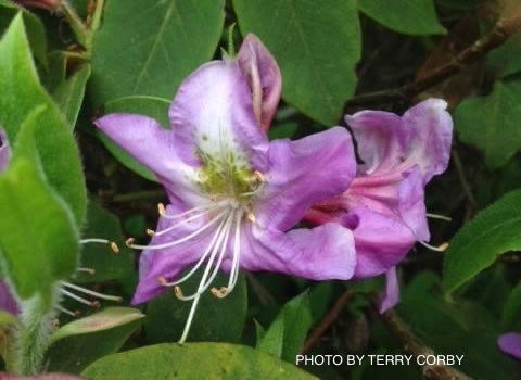 - Rhododendron trichanthum Purple Flowering Rhododendron - Mr Maple │ Buy Japanese Maple Trees