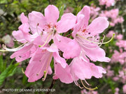 - Rhododendron vaseyi Pinkshell Native Azalea - Mr Maple │ Buy Japanese Maple Trees