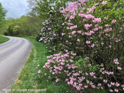 - Rhododendron vaseyi Pinkshell Native Azalea - Mr Maple │ Buy Japanese Maple Trees