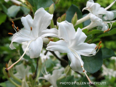 - Rhododendron viscosum "Swamp Azalea" Azalea Native - Mr Maple │ Buy Japanese Maple Trees