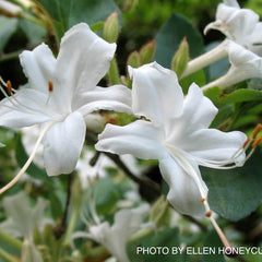 Rhododendrons