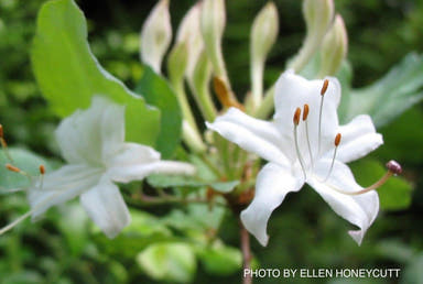 - Rhododendron viscosum "Swamp Azalea" Azalea Native - Mr Maple │ Buy Japanese Maple Trees